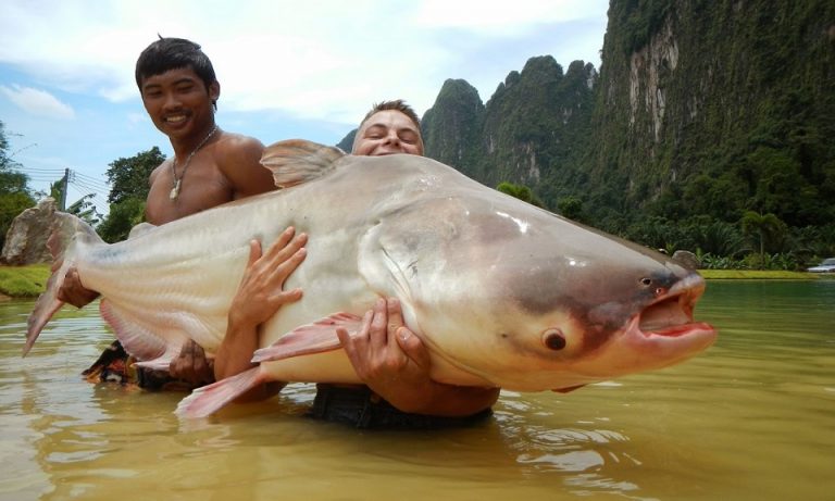 An introduction to giant fish in Mekong river