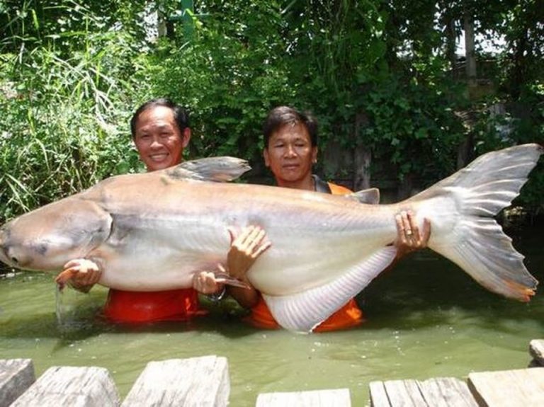 An introduction to giant fish in Mekong river